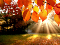 Gioco Puzzle: Autunno in linea