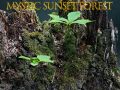 Gioco Foresta mistica al tramonto in linea