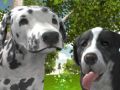Gioco Simulatore di Cani 3D in linea