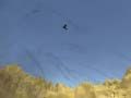 Gioco Sparatutto Tucano in linea