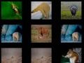 Gioco Memoria Animale in linea