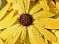Gioco Puzzle Petali di Fiore e Gocce di Pioggia in linea