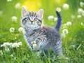 Gioco Puzzle di Gattini in linea