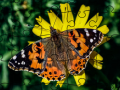 Gioco Puzzle: Primavera in linea