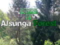 Gioco Ritorno nella foresta di Alsunga in linea