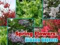 Gioco Fiori di Primavera: Oggetti Nascosti in linea