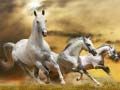 Gioco Scivolata del Cavallo Corrente in linea