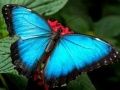 Gioco Puzzle di Natura Farfalla in linea