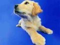 Gioco Puzzle di Gatti e Cani Divertenti in linea