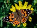 Gioco Puzzle: Primavera in linea