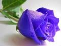 Gioco Rose blu in linea