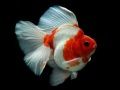 Gioco Puzzle con Pesce D'Oro in linea