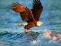 Gioco Puzzle Animali Aquila in linea