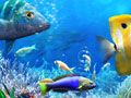 Gioco Andiamo a Pescare in linea