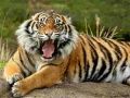 Gioco Puzzle Animali Tigre in linea