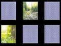 Gioco Memoria della Natura in linea