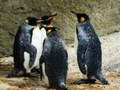 Gioco Puzzle Re Pinguino in linea