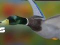 Gioco Cacciatore di Anatre: Foresta d'Autunno in linea