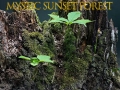 Gioco Foresta mistica al tramonto in linea