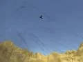 Gioco Sparatutto Tucano in linea