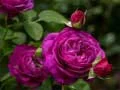 Gioco Rose viola in linea