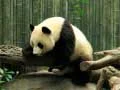Gioco Puzzle dei Panda in linea