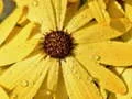 Gioco Puzzle Petali di Fiore e Gocce di Pioggia in linea