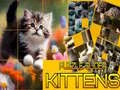 Gioco Puzzle dei Gattini Scivolosi in linea