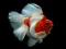 Gioco Puzzle con Pesce D'Oro in linea