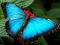 Gioco Puzzle di Natura Farfalla in linea