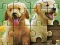 Gioco Puzzle in linea
