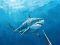 Gioco Cacciare la pesca subacquea in linea