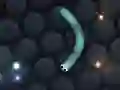 Gioco Slither.io in linea