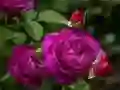 Gioco Rose viola in linea Gioco Rose viola in linea