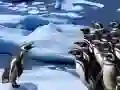 Gioco Scivolo dei Pinguini in linea