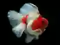 Gioco Puzzle con Pesce D'Oro in linea
