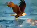 Gioco Puzzle Animali Aquila in linea
