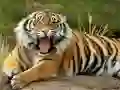 Gioco Puzzle Animali Tigre in linea Gioco Puzzle Animali Tigre in linea