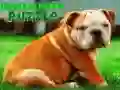 Gioco Puzzle cucciolo bulldog in linea Gioco Puzzle cucciolo bulldog in linea