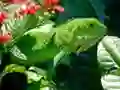 Gioco Iguana Selvatica in linea Gioco Iguana Selvatica in linea