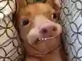 Gioco Che cane meme sei? in linea
