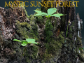 Gioco Foresta mistica al tramonto in linea