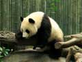 Gioco Puzzle dei Panda in linea