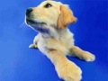 Gioco Puzzle di Gatti e Cani Divertenti in linea