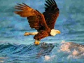 Gioco Puzzle Animali Aquila in linea