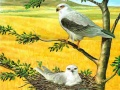 Gioco Puzzle Uccelli Predatori in linea