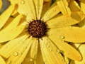 Gioco Puzzle Petali di Fiore e Gocce di Pioggia in linea