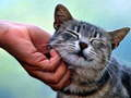 Gioco Gatto Solletico in linea