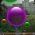 Bolle  online