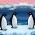 Pinguini Pinguini online